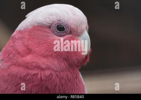 Nahaufnahme, Porträt einer Rose und einer grauen Kakadu, Galah, Vogel von Australien. Stockfoto