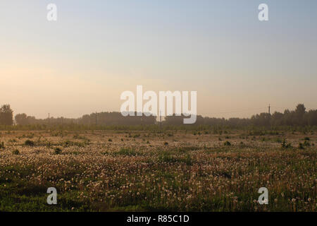 Sonnenuntergang auf dem Hintergrund einer großen Feld mit blühenden Löwenzahn und Wald Stockfoto