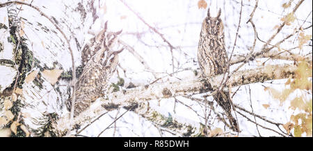 Drei Eulen sitzen während einem Schneefall auf einem Baum Stockfoto