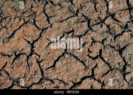 Detail der Rissige Erde Oberfläche, in der Nähe Schöne braune Textur, die globale Erwärmung Konzept Hintergrund. Tot Rissige Erde Stockfoto