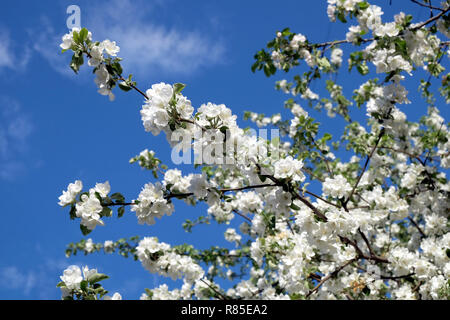 Blossom tief apple tree branches mit vielen weißen Blumen im Frühling an einem sonnigen Tag horizontale Ansicht schließen Stockfoto