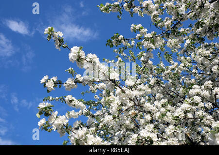 Blossom tief apple tree branches mit vielen weißen Blumen im Frühling an einem sonnigen Tag horizontale Ansicht schließen Stockfoto