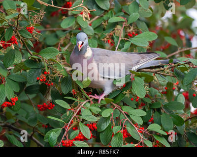 Taube Fütterung auf ein Rohan Eberesche Baum Beeren Stockfoto