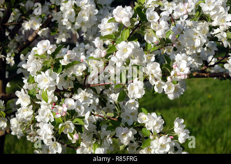 Tiefe apple tree branches mit vielen weißen Blumen blühen im Frühjahr an einem sonnigen Tag closeup Stockfoto