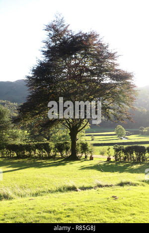 Ein Blick über Easedale, Grasmere im Lake District Stockfoto