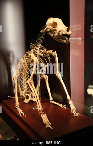 Hund Skelett, Mary Rose Museum, Historic Dockyard, Portsmouth, Hampshire, England, Großbritannien, USA, UK, Europa Stockfoto