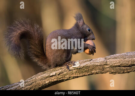 Eichhörnchen ein Essen wot (Sciurus vulgaris) Stockfoto