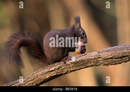 Eichhörnchen ein Essen wot (Sciurus vulgaris) Stockfoto