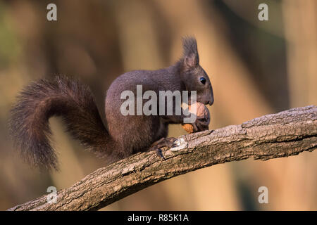 Eichhörnchen ein Essen wot (Sciurus vulgaris) Stockfoto