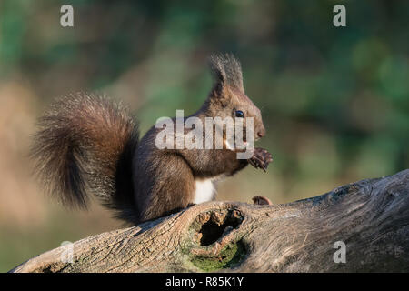 Eichhörnchen ein Essen wot (Sciurus vulgaris) Stockfoto