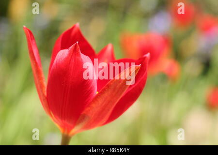 Ulipa sprengeri. Sprenger Tulip, eine ornamentale, seltene Tulpe Blüte in einem Englischen Garten, Frühling, Großbritannien. Hauptversammlung Stockfoto