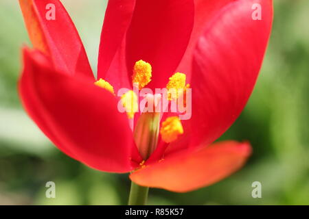 Tulpe. Tulpen. Tulipa sprengeri. Sprenger Tulpe, eine dekorative, seltene Tulpe blüht in einem englischen Garten, Frühling, Großbritannien. NGM Stockfoto