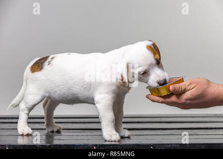 Cute Puppy Jack Russell Terrier sitzt auf der Bank und leckte seine Nase mit Zunge Stockfoto