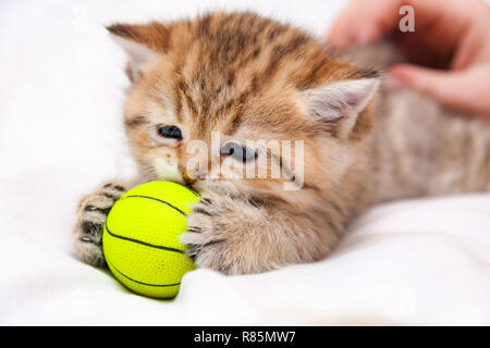 Kleine rote Britische Kätzchen spielen mit einem gelben Ball. Eine kleine britische Katze fing einen gelben Ball mit seinen Pfoten und schnüffelt. Stockfoto