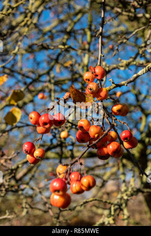 Malus Evereste Holzäpfel. Crab Apple Früchte im Winter die Sonne. Stockfoto