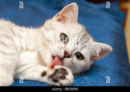 Weiche britische Katze mit orangefarbenen Augen leckt Pfote rosa Zunge liegen auf einem blauen Sofa. Stockfoto