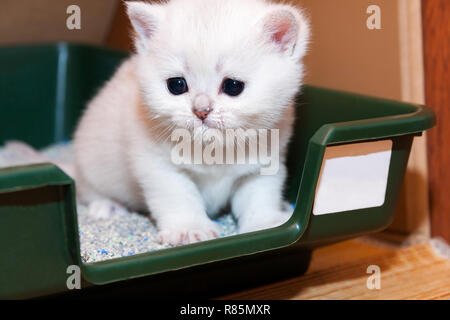 Kleine weiße britische Kätzchen sitzen in einem Fach mit Katzenstreu, Kätzchen Schnauze gebeizt mit Milch, die er kürzlich gegessen. Stockfoto