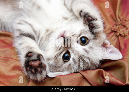 Eine junge Grau britische Katze liegt mit der Oberseite nach unten auf das Bett, Heben seine Pfoten auf und schauen in die Kamera. Ansicht von oben. Stockfoto