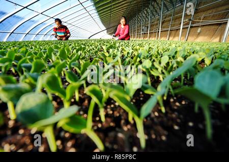 Shijiazhuang, China. 13. Dez 2018. Frauen arbeiten in einem Gewächshaus in Laoting Stadt Laoting County, im Norden der chinesischen Provinz Hebei, am Dez. 12, 2018. Laoting Grafschaft hat auf Gemüseanbau und die Entwicklung der Dörfer und die Einkommen der Landwirte zu erhöhen, verlassen, Anpflanzung von mehr als 33,533 Hektar Gemüse und Realisierung Jahresproduktion von 3,2 Millionen Tonnen. (Xinhua / Zhang Fengguo) (jj) Quelle: Xinhua/Alamy leben Nachrichten Stockfoto