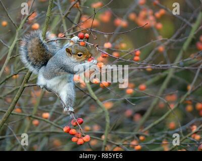 Ein graues Eichhörnchen (Sciurus carolinensis) balanciert prekärisch auf dünnen Zweigen, um an einem kalten Wintermorgen einen reifen Krebsapfel zu erreichen, Wiltshire Garden, UK, Dezember Stockfoto