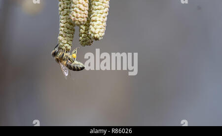 Stuttgart, Deutschland. 11 Mär, 2018. Sitzt eine Biene auf einer Blume catkin eines hazel Bush. Credit: Sebastian Gollnow/dpa | Verwendung weltweit/dpa/Alamy leben Nachrichten Stockfoto