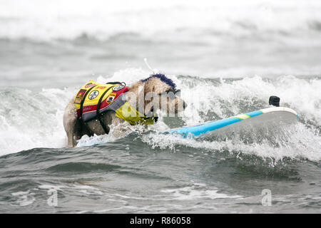 Pacifica, USA. 04 Aug, 2018. Der goldendoodle Derby ist auf dem Surfbrett. Zahlreiche große und kleine Hunde in der 'World Dog Surfen Meisterschaften teilgenommen" in der Nähe von San Francisco. Quelle: Barbara Munker/dpa | Verwendung weltweit/dpa/Alamy leben Nachrichten Stockfoto