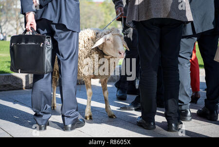 Stuttgart, Deutschland. 12 Apr, 2018. Schafe Erika steht zwischen zwei Parlamentarier in den lokalen Landtag von Baden-Wuerttemberg. Hirten fordern Regierung Zahlungen der weidentier Industrie im Jahr 2019 zu unterstützen. Credit: Sebastian Gollnow/dpa | Verwendung weltweit/dpa/Alamy leben Nachrichten Stockfoto