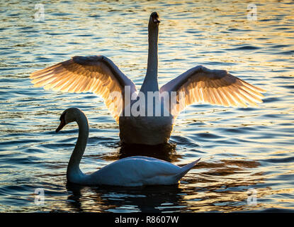 10 Oktober 2018, Hessen, Frankfurt/Main: 10. Oktober 2018, Deutschland, Frankfurt am Main: ein Schwan entfaltet seine Flügel auf der Hauptstraße, die von hinten durch die untergehende Sonne beleuchtet sind. Foto: Frank Rumpenhorst/dpa | Verwendung weltweit Stockfoto