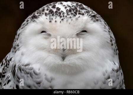 Nürnberg, Deutschland. 12 Jan, 2018. Eine Schnee-eule (Bubo scandiacus) in seinem Käfig im Zoo in Nürnberg, Deutschland, 12. Januar 2018 sitzen. Credit: Daniel Karmann/dpa | Verwendung weltweit/dpa/Alamy leben Nachrichten Stockfoto