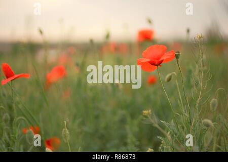 Bereich der rote Mohn in hellen Abend Stockfoto
