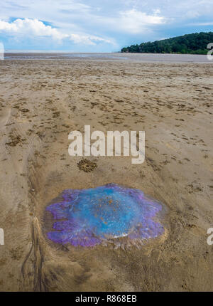 Große bunte Quallen nimmt ein Sonnenbad am Strand Stockfoto