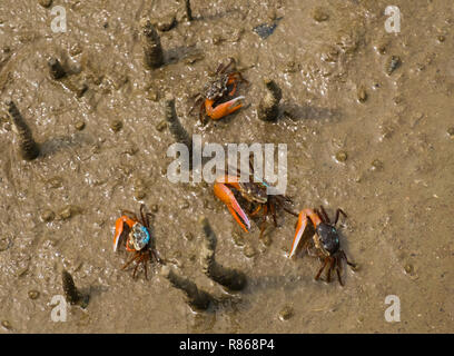 Bunte Winkerkrabben in die Ebbe Schlamm. Bako Park. Borneo Stockfoto