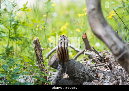 Eine süße Sibirische Streifenhörnchen in Südkorea entdeckt Stockfoto