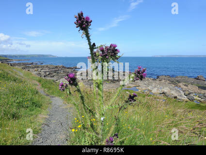 Ein Fußweg unterhalb der Klippen, der aus Basaltsäulen bei Fair Head gebildet wurde. Ballycastle, Antrim, Nordirland. Stockfoto