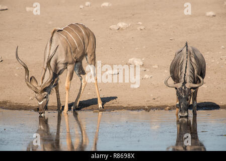 Kudus und wilderbeest Seite an Seite Stockfoto