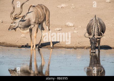 Kudus und wilderbeest Seite an Seite Stockfoto