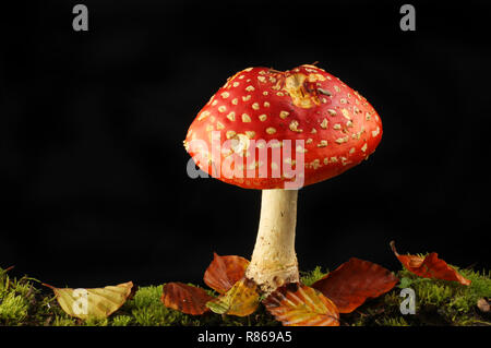 Agaric Pilz im Moos und Blatt Wurf vor einem schwarzen Hintergrund wachsenden Fliegen Stockfoto