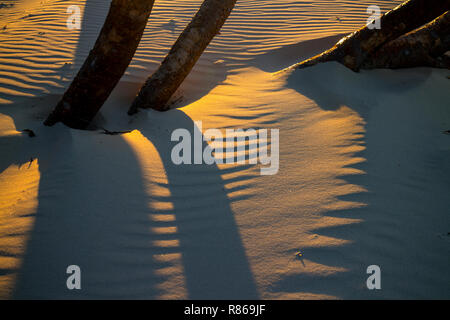 Driftwood bei Sonnenuntergang an der Flinders Strand, Point Lookout, North Stradbroke Island, Queensland, Australien Stockfoto