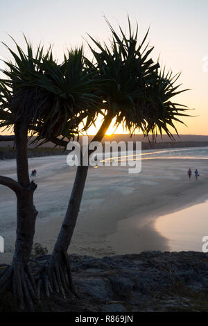 Einem Pandanus Palme Silhouette bei Sonnenuntergang, Flinders Strand, Point Lookout, North Stradbroke Island, Queensland, Australien Stockfoto