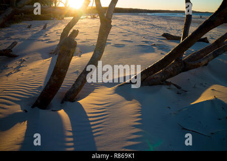 Driftwood bei Sonnenuntergang an der Flinders Strand, Point Lookout, North Stradbroke Island, Queensland, Australien Stockfoto