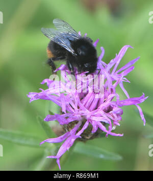 Ein Arbeiter Red-tailed Hummel (Bombus lapidaries) Nahrungssuche auf einer Blume des gemeinsamen Flockenblume (Centaurea nigra). Bedgebury Wald, Kent, Großbritannien. Stockfoto