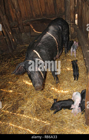 Gruppe von Ferkeln und Mutter, die in der Schweinehaltung. Schwein Mutter und Schweine im Stall. Brut von kleinen Schweinchen auf dem Bauernhof. Schwein Familie. Fleischindustrie. Bauernhof Tiere. Ferkel l Stockfoto