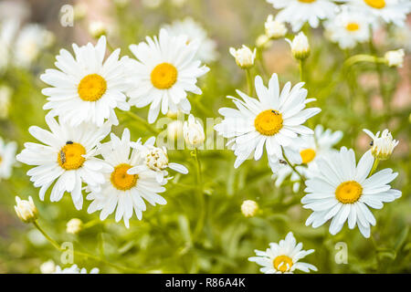 Großer Garten Gänseblümchen im Sommer Garten Stockfoto