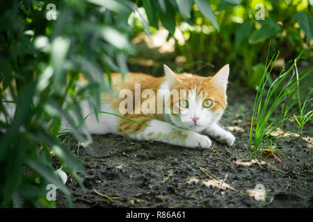 Rot grün-Eyed Katze ruht auf dem grünen Rasen Stockfoto