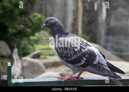 Taube Stockfoto