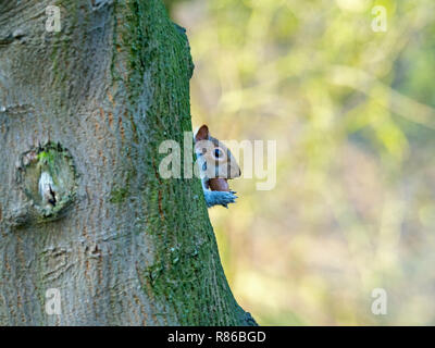 Graue Eichhörnchen Sciurus carolinensis essen Muttern im City Park Stockfoto