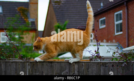 Ginger Tabby Katze auf der hölzernen Zaun Stockfoto