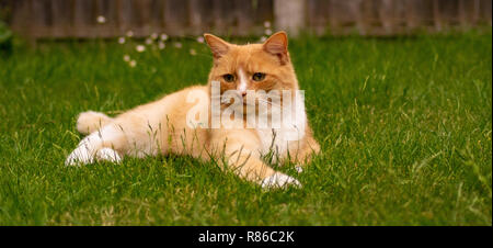 Ginger Tabby Katze auf grünen Rasen Feld Nahaufnahme Stockfoto