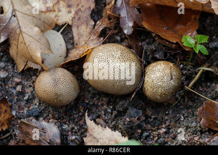 Sklerodermie areolatum, Leopard Earthball Pilz Stockfoto