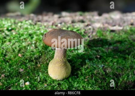 Honig Pilz, Armillaria lutea Stockfoto